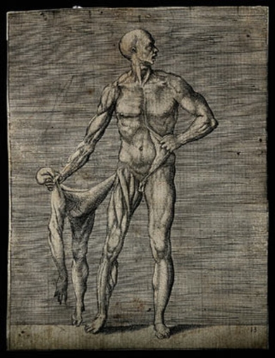 A male écorché figure by Giulio Bonasone, 16th century, Wellcome Library, London