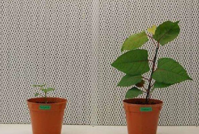 Visible effect in the laboratory: the Japanese knotweed psyllid slows down the growth of the Asian knotweed. Plant with psyllid on the left, and plant without psyllid on the right (photo: CABI)