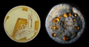 Foto van een kweek van Streptomyves Che1, de eerste Strepto- myces stam die ooit is geïsoleerd door Van Wezel.