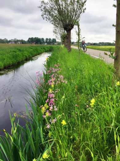 Oeverplanten