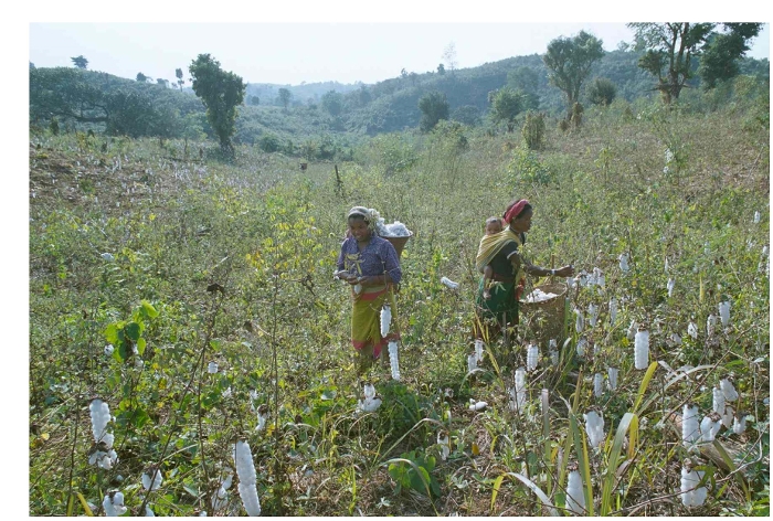 Shifting cultivation problems today image