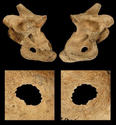 Een van de gevonden botten - de wervel van een hert - met daarin het gat, ontstaan door een speer.