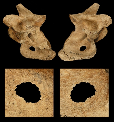 One of the bones found - the vertebra of a deer -  showing the hole caused by a spear.