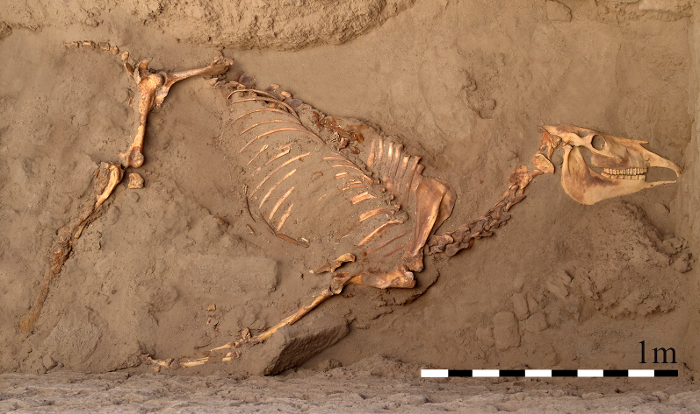 Het skelet van het paard, zoals dit in het graf in Tombos (Soedan) is aangetroffen.