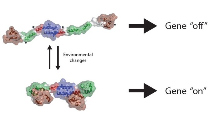 A diagram of the H-NS protein. Depending on the environment, this can be in an 'open' or 'closed' form, switching genes on or off.