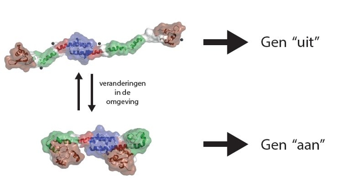 Een schematische weergave van het H-NS-eiwit. Afhankelijk van de omgeving, kan dit in een 'open' of 'gesloten' vorm aannemen, en zo genen aan of uit zetten.
