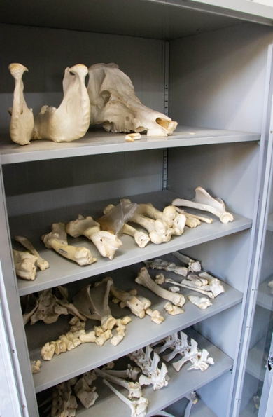 De kasten in het archeologisch laboratorium van Shandong University liggen boordevol materiaal, zoals deze schedels van allerlei zoogdieren.