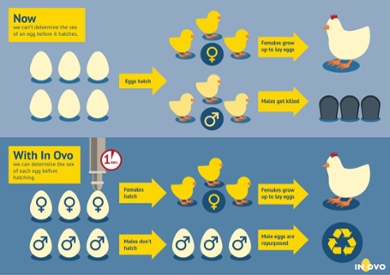 De methode van In Ovo waarbij het geslacht al in het ei wordt bepaald, zorgt ervoor dat eendagshaantjes niet meer gedood hoeven worden.