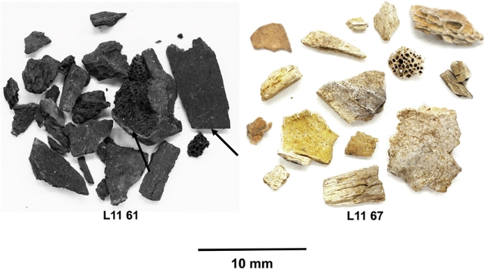 Fragment of burnt bone from an archaeological site