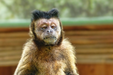 Een kleine aapje dat in de lens van een camera kijkt