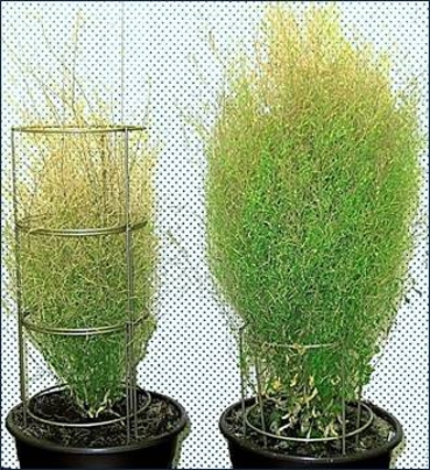 Two thale cress plants. The plant on the right displays an enhanced expression of the REJUVENATOR gene, which causes the plant to grow more.