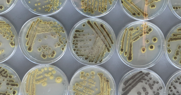 Grant for research into fungus that could make vegan cheese cheaper and more sustainable