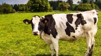 Koe in een weiland