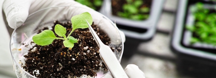 Slepen Spoedig Romantiek Wat de genen van planten ons kunnen leren - Universiteit Leiden