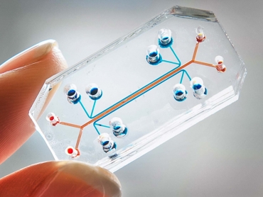 organ-on-a-chip