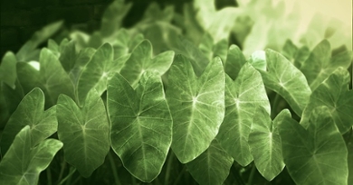 Illustratie door Raja Naskar op Pixabay