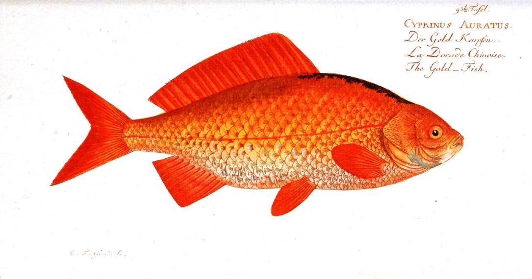 The history of fish deals
