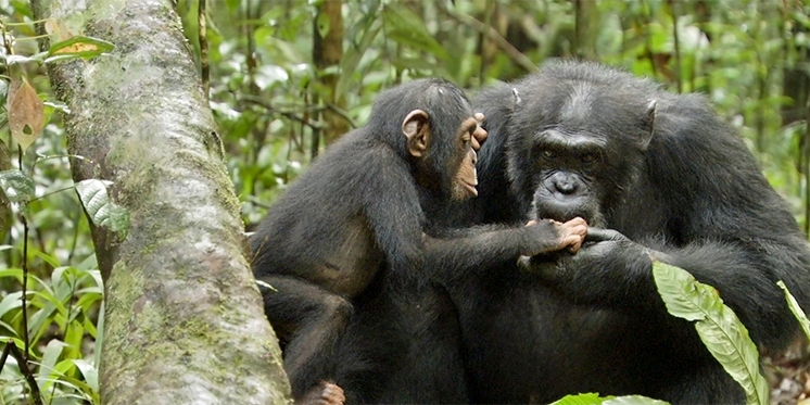 Karline Janmaat bij Radio Zwammerdam over touchscreenonderzoek bij chimpansees