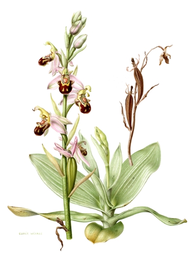 Ophrys apifera