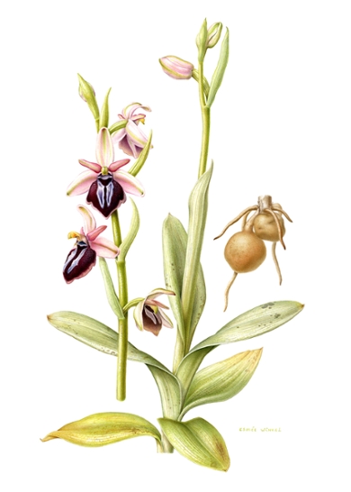 Ophrys spruneri