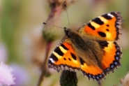 Small tortoiseshell