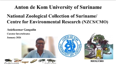 Anielkoemar Gangadin (NCZS, AdeKUS): Research on insects at the Zoological Museum in Paramaribo