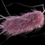Escherichia coli (artist recreation)