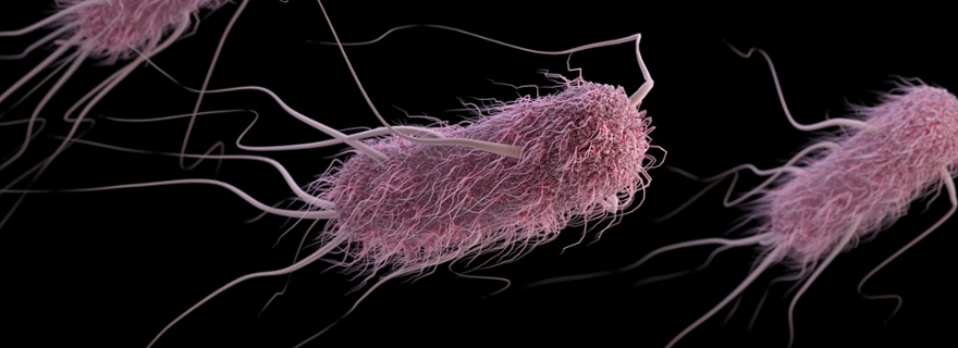Escherichia coli (artist recreation)