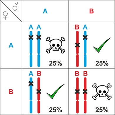 Inheritance table. Only individuals with the AB/BA allele combination are viable. If two AB parents mate, their offspring can have four types of combinations: AA, AB, BA or BB. The chance of each of these combinations is 25%. So there is a 50% chance of inviable AA or BB offspring.