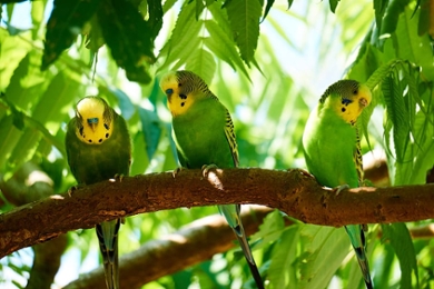Female budgies prefer a smart male to a handsome one, discovered Professor of Animal Behaviour Carel ten Cate.