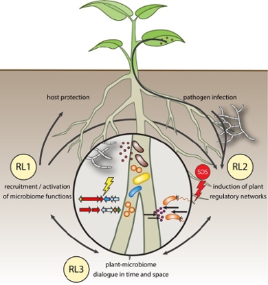 Visual representation of the three research lines, how they are connected and create synergy to unwire how plants, upon pathogen infection of leaves or roots, invoke the help of their root endophytic microbiome for protection.
