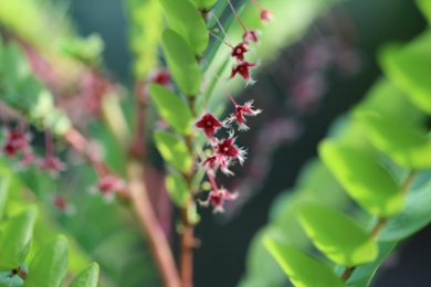 Phyllanthus pulcher (bron: Roderick Bouman)