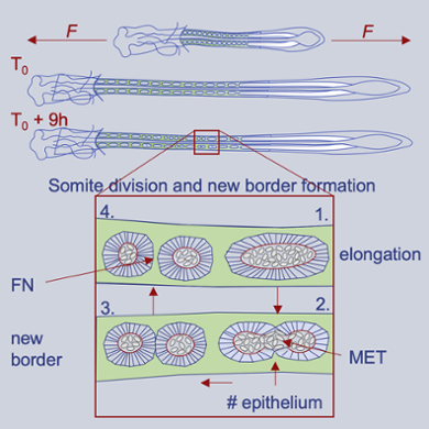 Somite division: mechanical signals play a role in dividing somites in two or more parts. (Image by the authors, CC BY 4.0)