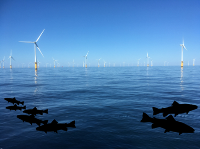 Offshore windfarm at the Belgian and Dutch border in the North Sea. Sounds during construction and exploration may affect pelagic fish communities.