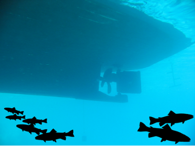 Propeller underwater making sound that may disturb fish on migration.