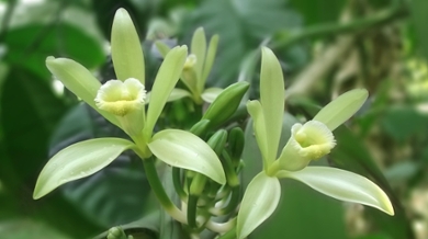 Flowers of the vanilla orchid (Vanilla planifolia)