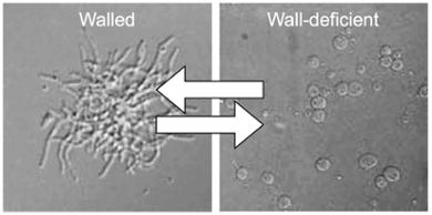 Morphological transitions between walled and cell-wall deficient cells in filamentous actinobacteria