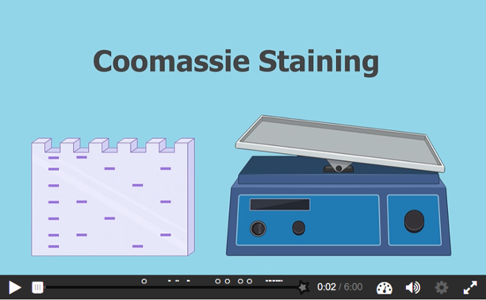 https://interactivevideos.labbuddy.net/coomassie_staining