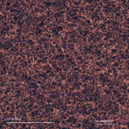 Large-scale structure of the Universe as predicted by the cosmological hydrodynamical simulations called the FLAMINGO project (Virgo consortium). The figure shows the gas distribution in the simulation box which is 2.8 giga parsec wide and 20 mega parsec thick