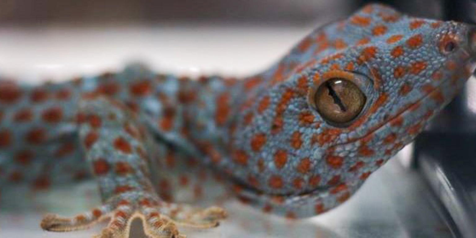 Verhaal met een staartje: zo laat de tokay gekko een compleet nieuw lichaamsdeel groeien