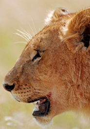 Head of a lion