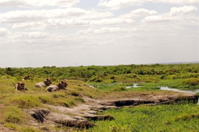 Leeuwen liggend in het gras bij water