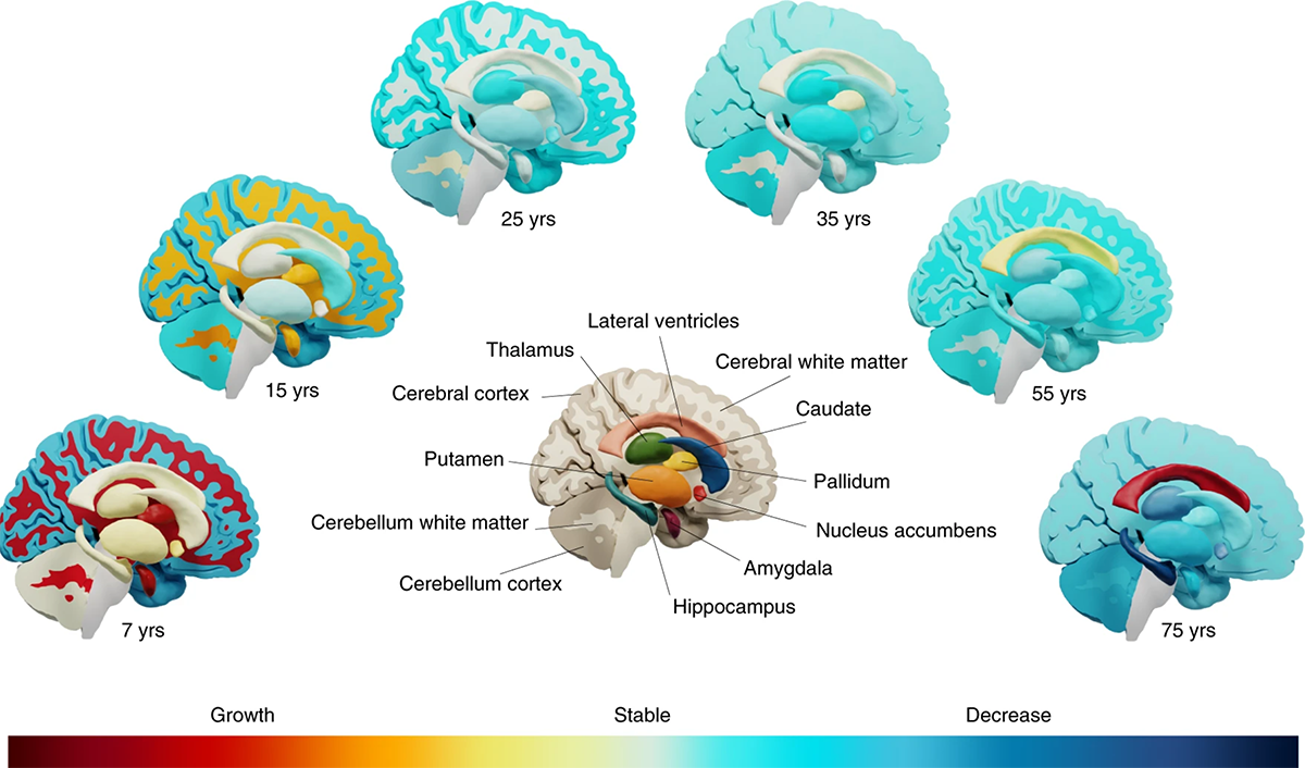 Bridge Brain Structure Major international study links genes to brain structural changes over ...