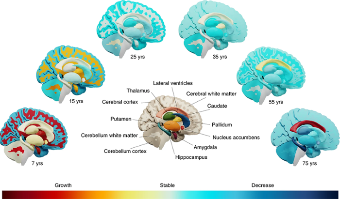 Figuur: Hoe 15 belangrijke hersenstructuren zich in de loop der tijd ontwikkelden