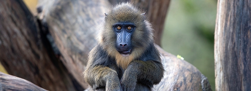 Mandrill in ARTIS.