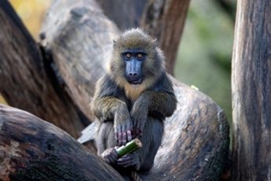 Een jonge mandril in ARTIS