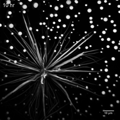 Protein Fibers Growing (click for video)