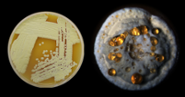 Cultivation of Streptomyces Che1, the first stem of Strepto- myces ever isolated by Van WezelImage of c