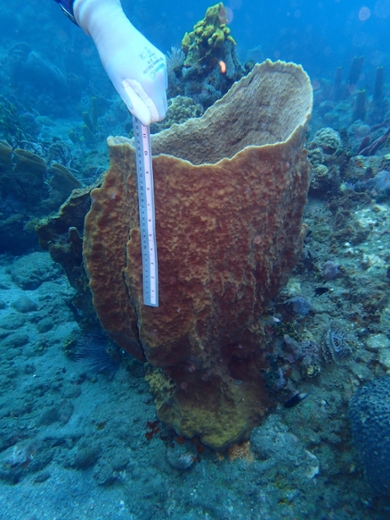 Sea sponges are measured