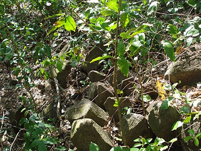 Figure 1: Outcrop of columnar basalt (Cuapa, Nicaragua)